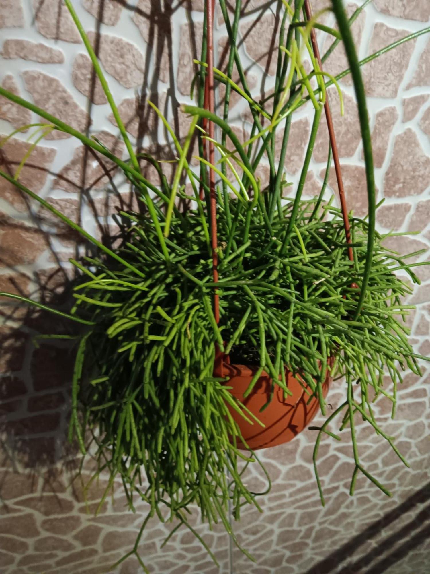 Água de Alto Casa Da Rosarinha 빌라 외부 사진